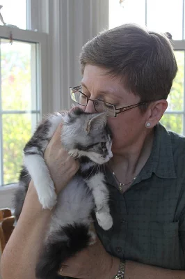 K dispozici Maine Coon Kittens