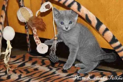 Ruská modrá kočka