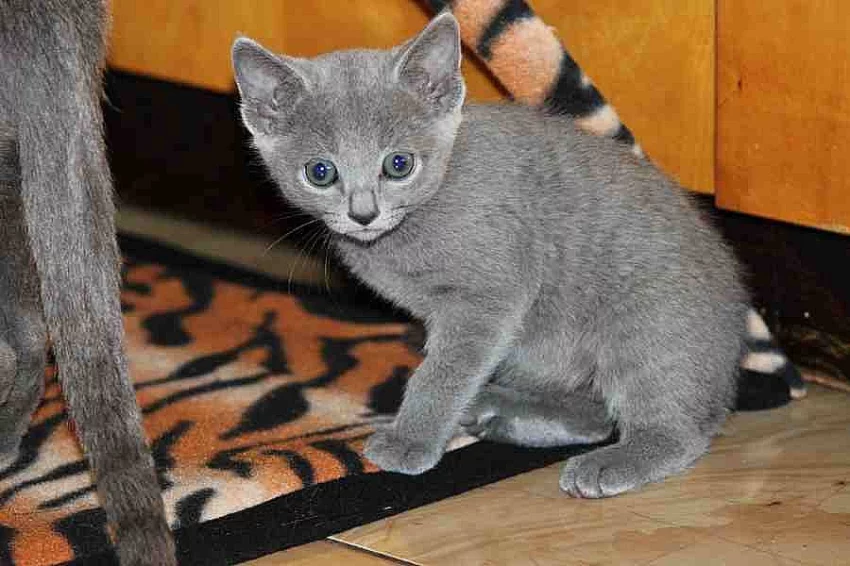 Ruská modrá kočka