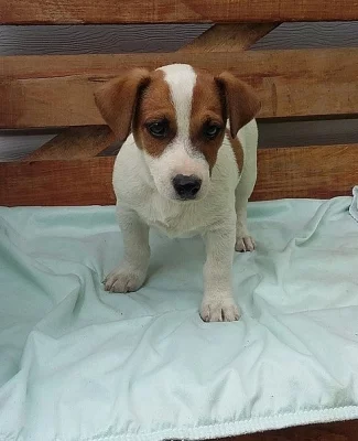 Krásné štěňátka Jack Russell