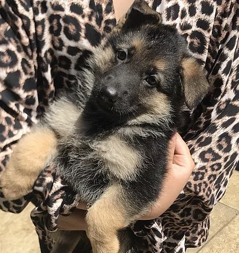 * Připravená * Kc registrovaná německá pastevecká štěňátka