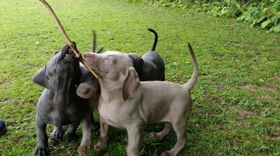 Výmarské štěňátka K.c Reg.