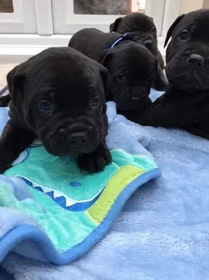 Modrá Staffordshire Bull Terrier Pups