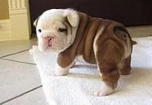Amazing English Bulldog Chlapec připravený teď