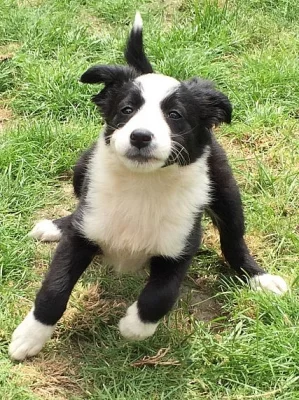 Border Collie Sheepdog Štěňátka