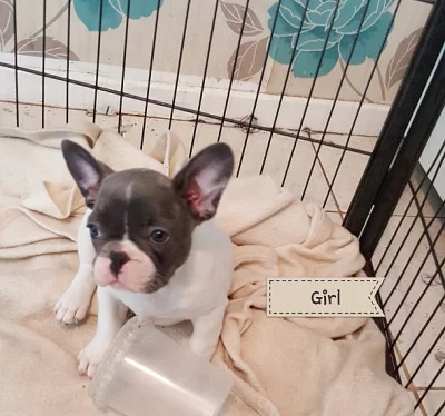 Kc registrovaných francouzských buldoček štěňat