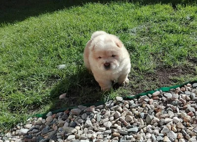 CHOW CHOW PUPS PŘIPRAVUJTE NYNÍ
