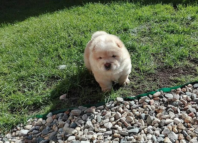 CHOW CHOW PUPS PŘIPRAVUJTE NYNÍ