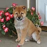 FAMILY RAISED SHIBA INU Štěňátka na prodej