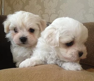 Bichon Frise štěně doma