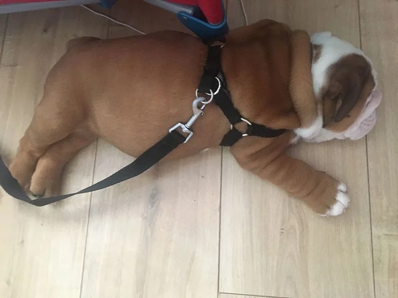 Roztomilé štěňátka beagle