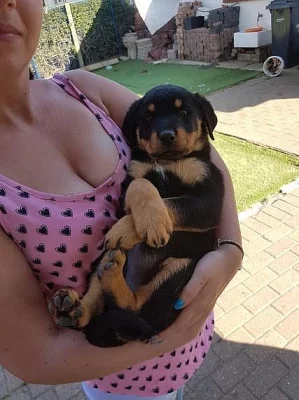 Rottweiler štěňata na prodej