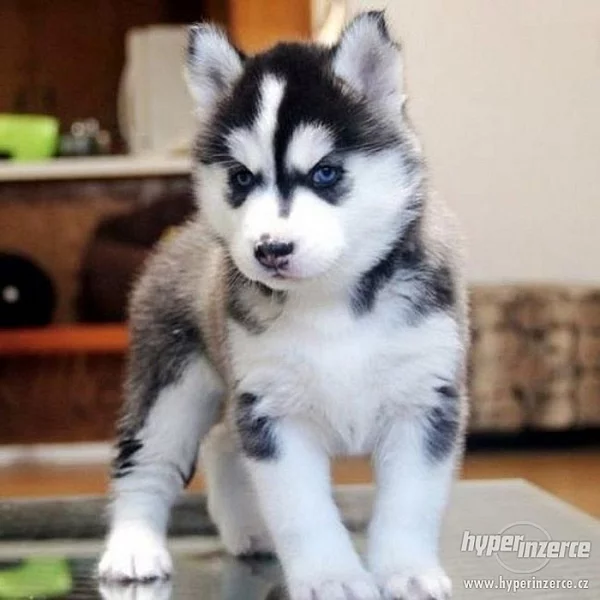 Sibiřský husky