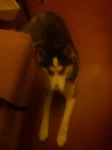 Sibiřský husky