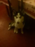 Sibiřský husky