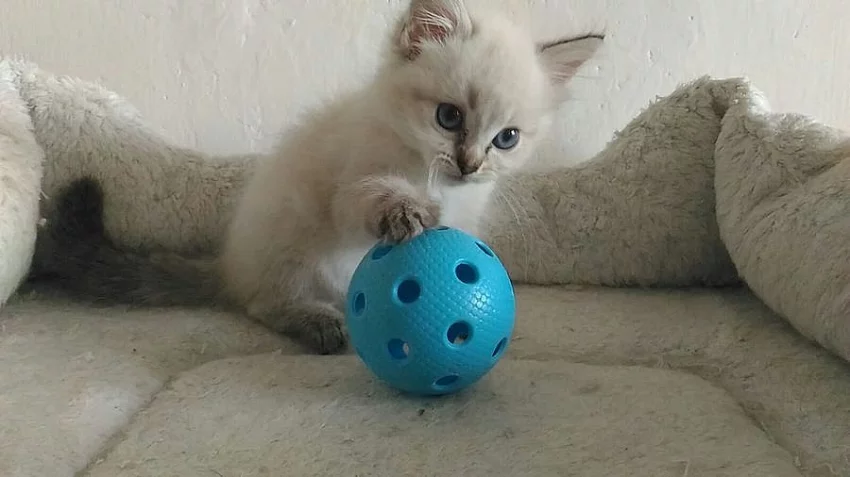 Koťátka ragdoll s PP odběr od 30.8.2017