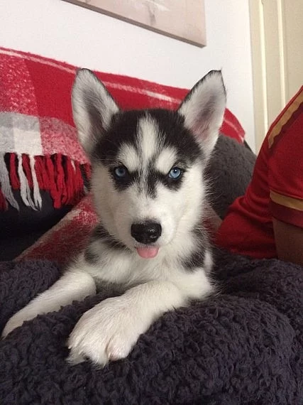 Akci registrovali sibiřské husky štěňata