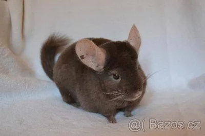 CHS Fufínci Samička dark tan (beige ebony) činčila