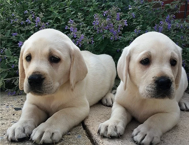 Štěňata labradorských retrívrů