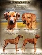 Rhodesian Ridgeback s PP