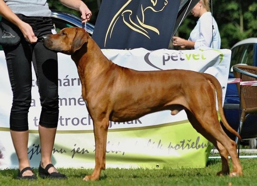 Rhodesian Ridgeback s PP