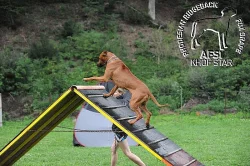 Rhodesian Ridgeback s PP