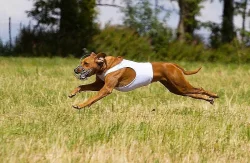 Rhodesian Ridgeback s PP