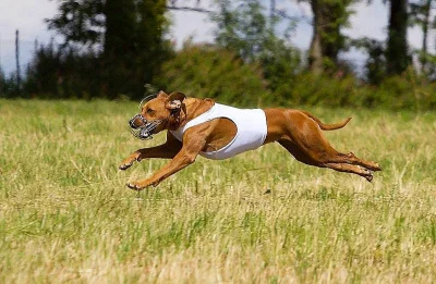 Rhodesian Ridgeback s PP