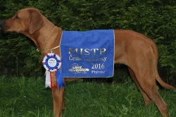 Rhodesian Ridgeback s PP