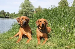Rhodesian Ridgeback s PP