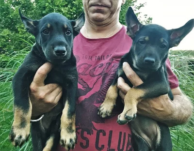 Mexický naháč standard (velký)