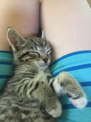 Vymazlená koťátka