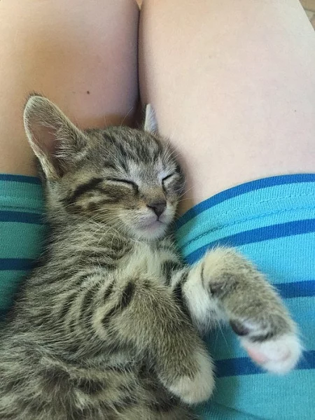 Vymazlená koťátka