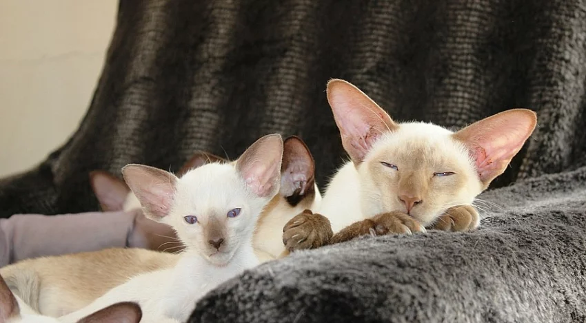 Siamská koťata s PP