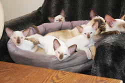 Siamská koťata s PP