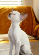 Siamská koťata s PP