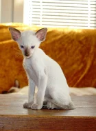 Siamská koťata s PP