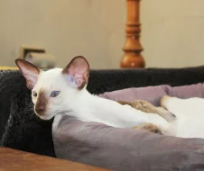 Siamská koťata s PP