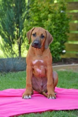 Rhodesian ridgeback s PP