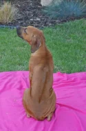 Rhodesian ridgeback s PP