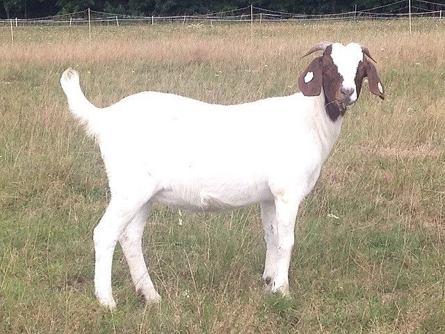 Prodám burské kozičky