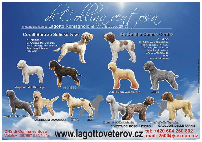 Lagotto Romagnolo - vrh