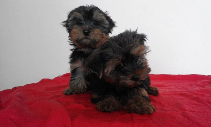 Jorkšírský teriér