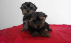 Jorkšírský teriér