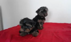 Jorkšírský teriér