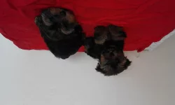 Jorkšírský teriér