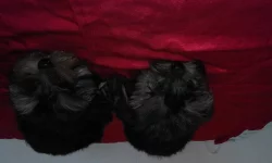 Jorkšírský teriér