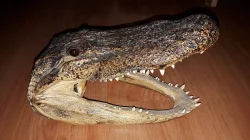 Aligátor severoamerický (Alligator mississippiensis)