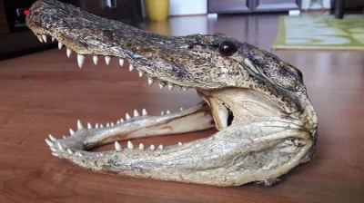 Aligátor severoamerický (Alligator mississippiensis)