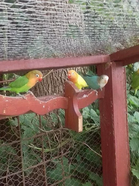 Prodám Agapornis Fishery